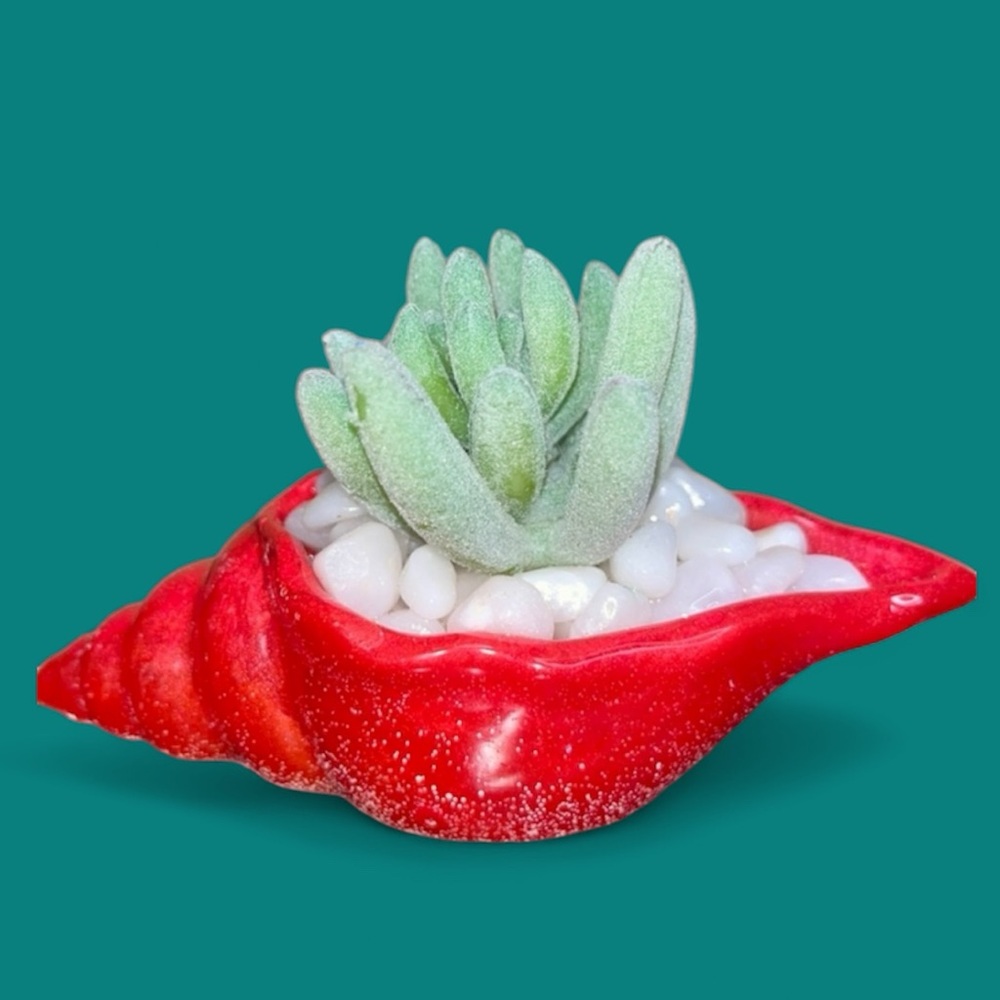 Hand Crafted Seashell & Succulent Home Decor NEW Red, White & Green